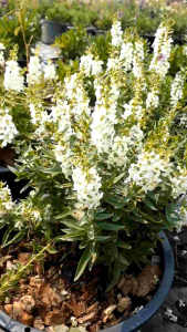 ฟอร์เก็ตมีน็อตสีขาว กระถางใหญ่ 11 นิ้ว ต้นสวยและแข็งแรง (กทม)