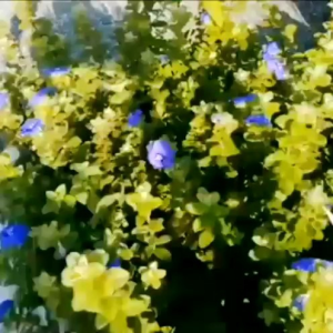 ฮอร์โมนไข่ไก่นมสด เร่งดอก เร่งผล เร่งการเจริญเติบโตของพืชผักใบเขียวทุกชนิด