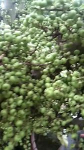 Combo kích hoa và quả cho sung