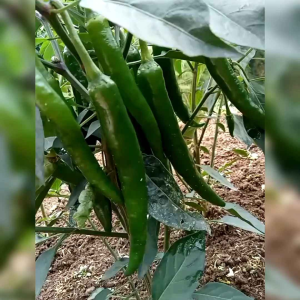 BIJI BENIH TANAMAN CABE HIJAU BESAR (REPACK)