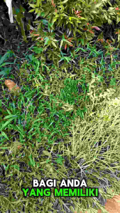 Isi Ulang Pembasmi Rumput Liar | Rumput Ilalang | Rumput Gulma | Isi 1 Liter | 1×24jam Rumput Mati Sampai Akar | 100% Super Ampuh