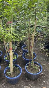 ต้นผักหวานป่า กิ่งตอน พร้อมส่ง ตระกร้าใหญ่ ขนาด สูง 90 ซม