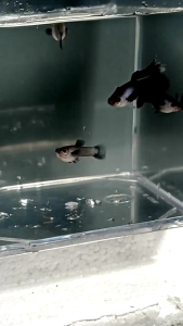 Ikan Guppy Pair(Mini Panda)