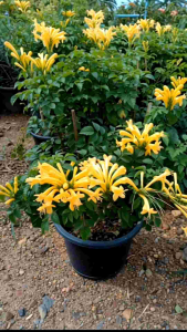 พวงแสดต้นสีเหลือง กระถาง 11 นิ้ว ต้นสวย (กทม)