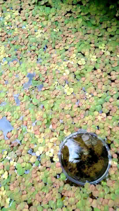 Combo 10 Ngọn Bèo Rễ Đỏ -  Cây Thủy Sinh - Phụ Kiện Trang Trí Mặt Hồ Cá