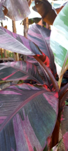 Pohon Pisang Musa Pink Nono Varigata Siap Tanam