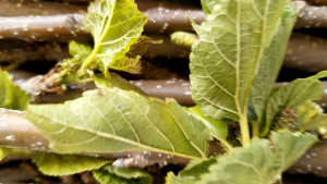 กิ่งหม่อนสด หม่อนเชียงใหม่60 บรรจุชุดละ 10 กิ่ง ยาว 25-30 ซม