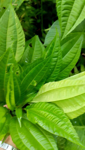Daun Pohpohan Segar Berkhasiat Lalapan Khas Jawa Barat Sayur Segar Per Ikat
