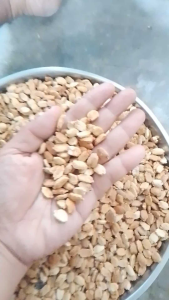 Ampalaya bonito seeds/Seeds for planting (20 seeds in pack)