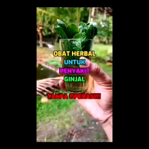 bibit / pohon tapak liman hidup