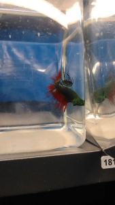 (Same as photo) CT Hulk Vampire Betta Fish Size S+ Ikan Laga Show Gred Red White Fins Swimming in Aquarium