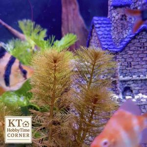 ขนนกแดง ❤️ไม้น้ำหายาก ตกแต่งตู้ปลา อ่างปลา ใส่โหลปลากัดได้ เลี้ยงง่าย ไม่ต้องใช้ CO2