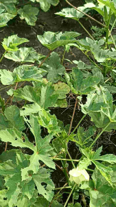 OKRA HIJAU SEGAR TANAMAN SEHAT 1KG GRADE A
