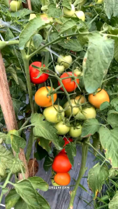 decis | ORIGINAL | obat kutu putih | kutu daun | ulat grayak | ulat api| insektisida | Pembasmi Hama & serangga | Netto 50 Ml ORIGINAL KEMASAN PABRIK