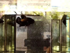 HMPK Black Copper Samurai *Random pick Saiz Regular