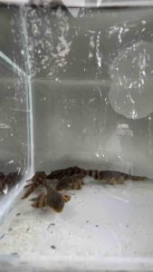 L397 Alenquer Tiger Pleco