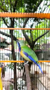 Vitamin Burung Black Jack By Bilbost Suplemen Untuk Semua Burung Gacor Diantaranya Burung Murai Batu Burung Kenari Burung Kacer Burung Lovebird Burung Cucak Hijau Burung Cendet Burung Jalak Suren Burung Pleci Burung Cucak Rawa