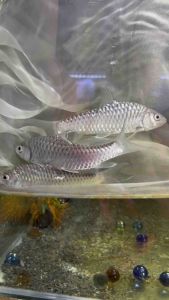 EMPURAU IKAN KELAH SARAWAK