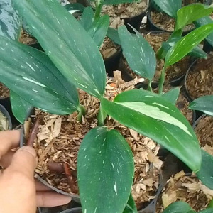 Tanaman hias daun monstera standleyana variegata putih