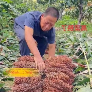 [Virladia Seeds] Biji Benih tanaman sorgum merah | Red sorghum
