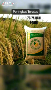Bibit padi GENJAH SUPER UNGGUL kemasan (10kg) 70-75 HST PANEN.