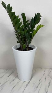 กระถางทรงสูงกลม ลายหนังช้าง แบบกรวย กระถางมินิมอล แต่งบ้าน แต่งคอนโด แต่งคาเฟ่ รหัสรถยังกับน้ำไม่ไหลรั่วซึม พร้อมส่ง