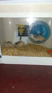 Kandang Hamster Modif Akrilik Lebar & Belakang Jeruji