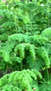 Bột Chùm Ngây nguyên ch ất SATACHI. Phát triể n chiều cao bổ su ng sắt ph ục hồi ch ức nă ng g an. Hộp 86g và 258g.