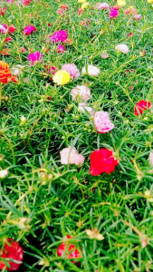 คุณนายตื่นสาย แพรเซี่ยงไฮ้ (คละสี 100 กิ่ง) ตัดกิ่งสดอวบยาว