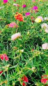 แพรเซี่ยงไฮ้ (50 กิ่ง คละทุกสี) กิ่งพันธุ์แพรเซี่ยงไฮ้ ตัดสดใหม่ คุณนายตื่นสาย