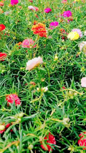 ดอกคุณนายตื่นสาย ครึ่งกิโล (500 กรัม.คละสี) แพรเซี่ยงไฮ้ ตัดกิ่งสดทุกวัน