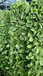 เดฟด่าง พวงใหญ่ ไม้แขวน ประดับบ้าน ฟอกอากาศ