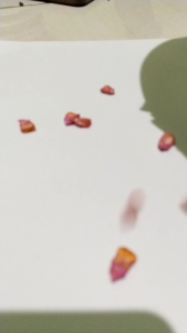 Benih jagung manis (500 gram) bibit biji jagung manis unggul