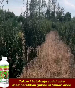Kill Grass Herbisida Pembasmi Gulma Beli 3 Gratis 1\\n\\n Apa itu Kill Grass Herbisida?\\nKill Grass Herbisida adalah produk pembasmi gulma yang dirancang khusus untuk mengendalikan pertumbuhan gulma di kebun dan area lainnya. Dengan bahan aktif yang efektif, Kill Grass Herbisida dapat membantu Anda mempertahankan taman atau kebun Anda bebas dari gulma yang mengganggu.\\n\\n Keunggulan Herbisida Pembasmi Gulma\\nKill Grass Herbisida memiliki beberapa keunggulan dibandingkan produk pembasmi gulma lainnya. Beberapa di antaranya adalah:\\n\\n- Efektivitas tinggi dalam membunuh gulma\\n- Mudah digunakan dan cepat bekerja\\n- Ramah lingkungan dan aman bagi tanaman lain\\n\\n Cara Kerja Kill Grass Herbisida\\nKill Grass Herbisida bekerja dengan cara menghambat pertumbuhan gulma melalui bahan aktif yang dikandungnya. Bahan aktif ini akan menyerap ke dalam sistem akar gulma dan menghentikan proses fotosintesis, sehingga gulma akan mati secara perlahan-lahan.\\n\\n Cara Efektif Menggunakan Kill Grass Herbisida\\nBerikut adalah langkah-langkah penggunaan Kill Grass Herbisida yang efektif:\\n\\n1. Bersihkan area yang akan ditangani dari gulma besar dan dedaunan kering.\\n2. Siapkan alat semprotan dan isi dengan campuran Kill Grass Herbisida sesuai dengan petunjuk pada kemasan.\\n3. Semprotkan campuran Kill Grass Herbisida ke area yang ditangani, pastikan untuk mencakup seluruh area yang terkena gulma.\\n4. Jangan menyemprotkan Kill Grass Herbisida pada tanaman yang tidak ingin Anda bunuh.\\n\\n Tips Penggunaan Kill Grass Herbisida\\nBerikut adalah beberapa tips penggunaan Kill Grass Herbisida yang dapat membantu Anda mendapatkan hasil yang maksimal:\\n\\n- Gunakan Kill Grass Herbisida pada waktu yang tepat, yaitu saat gulma masih kecil dan baru tumbuh.\\n- Hindari penggunaan Kill Grass Herbisida saat cuaca sedang hujan atau angin kencang.\\n- Jangan menyemprotkan Kill Grass Herbisida pada tanaman yang sensitif atau tanaman yang Anda ingin pertahankan.\\n\\n Beli 3 Gratis 1 - Penawaran Spesial!\\nBeli 3 botol Kill Grass Herbisida dan dapatkan 1 botol gratis! Penawaran ini hanya berlaku untuk pembelian online melalui website resmi kami.\\n\\n Syarat & Ketentuan Penawaran\\nBerikut adalah syarat dan ketentuan penawaran beli 3 gratis 1:\\n\\n- Penawaran ini hanya berlaku untuk pembelian online melalui website resmi kami.\\n- Pembelian harus mencakup 3 botol Kill Grass Herbisida.\\n- Penawaran ini tidak dapat digabungkan dengan penawaran lainnya.\\n\\n Keuntungan Dari Promosi Ini\\nDengan memanfaatkan penawaran beli 3 gratis 1, Anda dapat menghemat biaya pembelian Kill Grass Herbisida dan mendapatkan lebih banyak produk untuk kebutuhan kebun Anda.\\n\\n Herbisida Untuk Kebun - Solusi Terbaik!\\nKill Grass Herbisida adalah solusi terbaik untuk mengendalikan gulma di kebun Anda. Dengan efektivitas tinggi dan keamanan bagi tanaman lain, Kill Grass Herbisida dapat membantu Anda mempertahankan taman atau kebun Anda bebas dari gulma yang mengganggu.\\n\\n Rekomendasi Herbisida Untuk Kebun\\nSelain Kill Grass Herbisida, ada beberapa rekomendasi herbisida lain yang dapat Anda pertimbangkan untuk kebun Anda, seperti:\\n\\n- Weed Killer Concentrate\\n- Roundup Weed & Grass Killer\\n\\n Keuntungan Menggunakan Herbisida Untuk Kebun\\nBerikut adalah beberapa keuntungan menggunakan herbisida untuk kebun:\\n\\n- Membantu mengendalikan pertumbuhan gulma\\n- Meningkatkan estetika taman atau kebun\\n- Meningkatkan produktivitas tanaman\\n\\nDengan menggunakan herbisida yang tepat, Anda dapat mempertahankan kebun Anda bebas dari gulma dan menjaga tanaman Anda tetap sehat dan subur.\n}