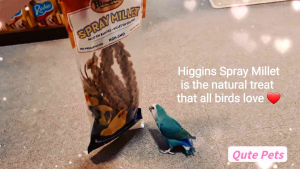 [Bundle of 2 packets] Higgins Millet Spray -6pc