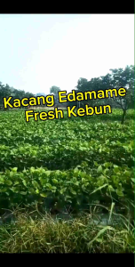 Kacang Edamame/Cemilan Kacang Jepang Fresh 1 Kg Grade A 1Kg
