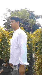 ดอนญ่าส้มทอง MUSSAENDA "ORANGE YELLOW" กระถาง 11 นิ้ว (กทม)