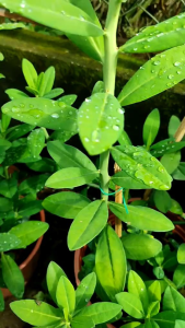 [tặng kích rễ]Cành thạch anh tươi làm giống( có hướng dẫn cách trồng )