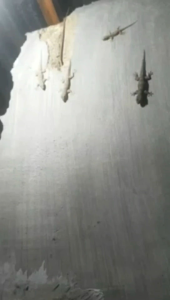 Spray Pengusir Cicak Alami | Lizard Repellent Ramah Lingkungan