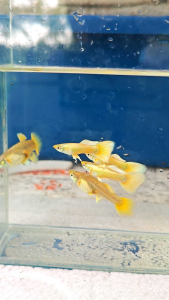 Guppy 24k Full Gold 1 Pair