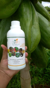 Pupuk Ipoh Cair Anorganik 1 Liter Semua Jenis Tanaman Hias Buah Percepat Panen Peyubur Tanah