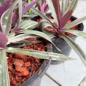 (พร้อมส่ง)ต้นเพชรสายรุ้ง ใบสีม่วงชมพู ไม้มงคล ส่งพร้อมกระถางขนาด3นิ้ว4นิ้ว