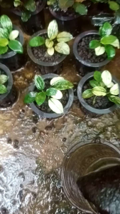 Anubias pinto tanaman hias aquascape