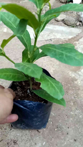 Bibit Jeruk Lemon Lokal Cepat Berbuah Cangkok