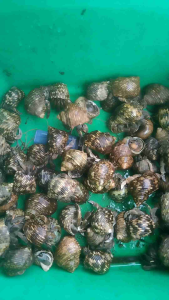 6 keong kelomang sedang-sedang saja cangkang serupa