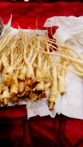 5 gingseng merah Korea