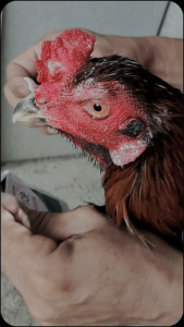 Obat Kurap Ayam & Obat Korep Ayam ALBER-TOP