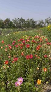 กิ่งพันธุ์คุณนายตื่นสายคละสี กิโลกรัมละ 100 บาท