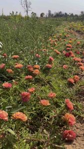 กิ่งพันธุ์ดอกแพรเซี่ยงไฮ้คละสี กิโลกรัมละ 100 บาท