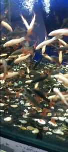 Hiasan air RED FINN 4LB1N0